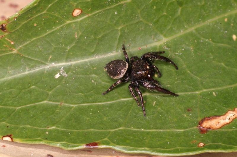 Euryattus_bleekeri_D7848_Z_88_North Stradbroke island_Australie.jpg